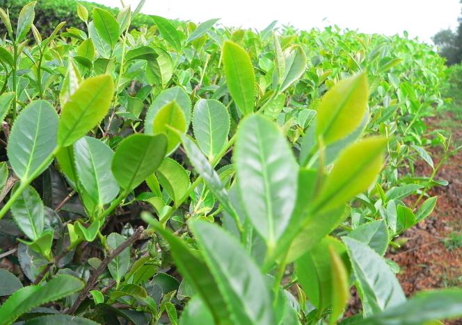 Green Tea Plant Seeds Camellia Sinensis